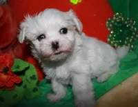 Archie, a male Maltese for sale in Billings, MO – Photo 4 of 7