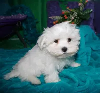 Archie, a male Maltese for sale in Billings, MO – Photo 7 of 9