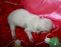 Archie, a male Maltese for sale in Billings, MO – Photo 6 of 6