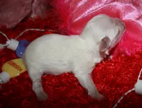 Archie, a male Maltese for sale in Billings, MO – Photo 5 of 6