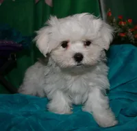 Archie, a male Maltese for sale in Billings, MO – Photo 6 of 9