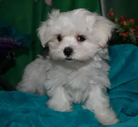 Archie, a male Maltese for sale in Billings, MO – Photo 2 of 9