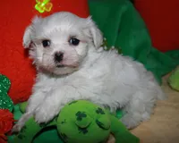 Archie, a male Maltese for sale in Billings, MO – Photo 6 of 7