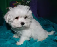 Archie, a male Maltese for sale in Billings, MO – Photo 8 of 9