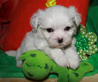 Archie, a male Maltese for sale in Billings, MO – Photo 7 of 7