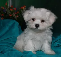Archie, a male Maltese for sale in Billings, MO – Photo 5 of 9