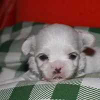 Archie, a male Maltese for sale in Billings, MO – Photo 1 of 7
