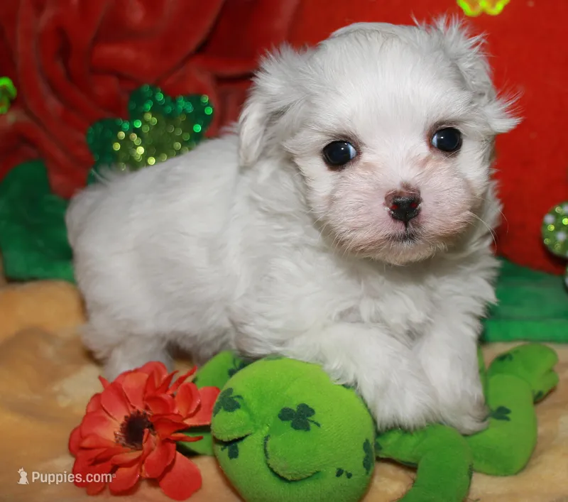 Archie – Maltese puppy for sale in Billings, MO