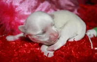 Archie, a male Maltese for sale in Billings, MO – Photo 1 of 6