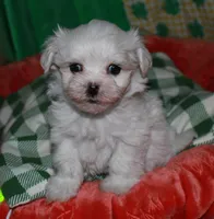 Archie, a male Maltese for sale in Billings, MO – Photo 3 of 7
