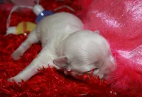 Archie, a male Maltese for sale in Billings, MO – Photo 3 of 6