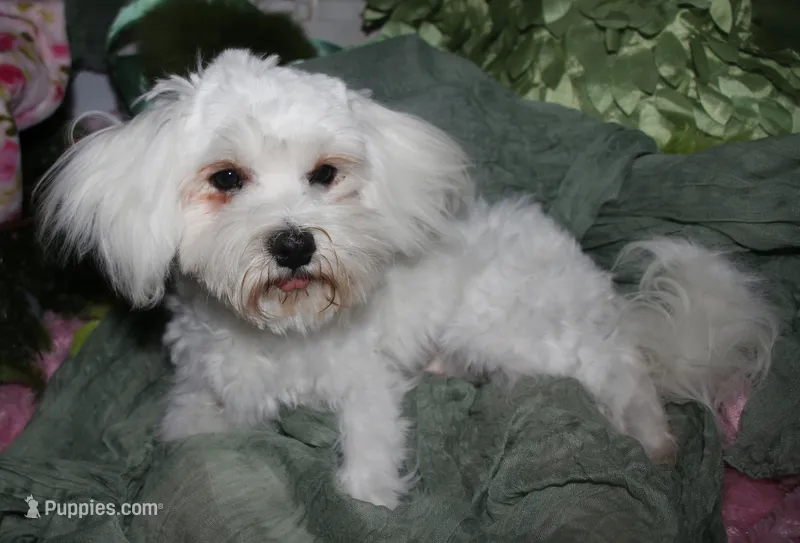 Teddy – Maltese puppy for sale in Billings, MO