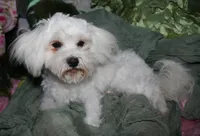 Teddy, a male Maltese for sale in Billings, MO – 1 of 10