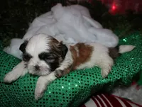 Buster, a male Shih Tzu for sale in Billings, MO – 6 of 9