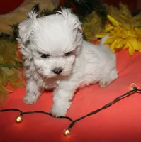 Casper , a male Maltese for sale in Billings, MO – 8 of 9