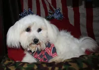 Teddy, a male Maltese for sale in Billings, MO – 3 of 10