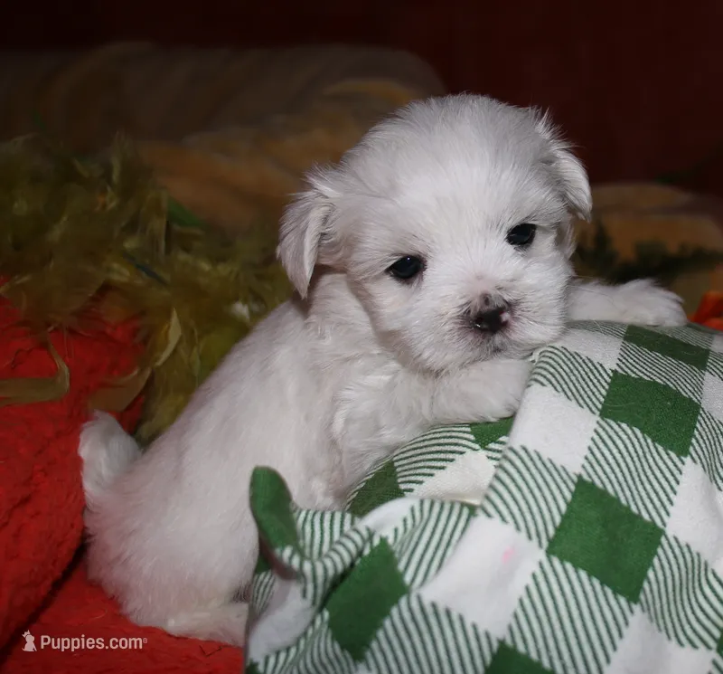 Cole – Maltese puppy for sale in Billings, MO