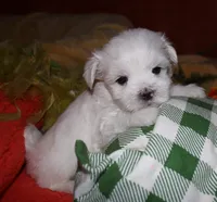 Cole, a male Maltese for sale in Billings, MO – 1 of 7