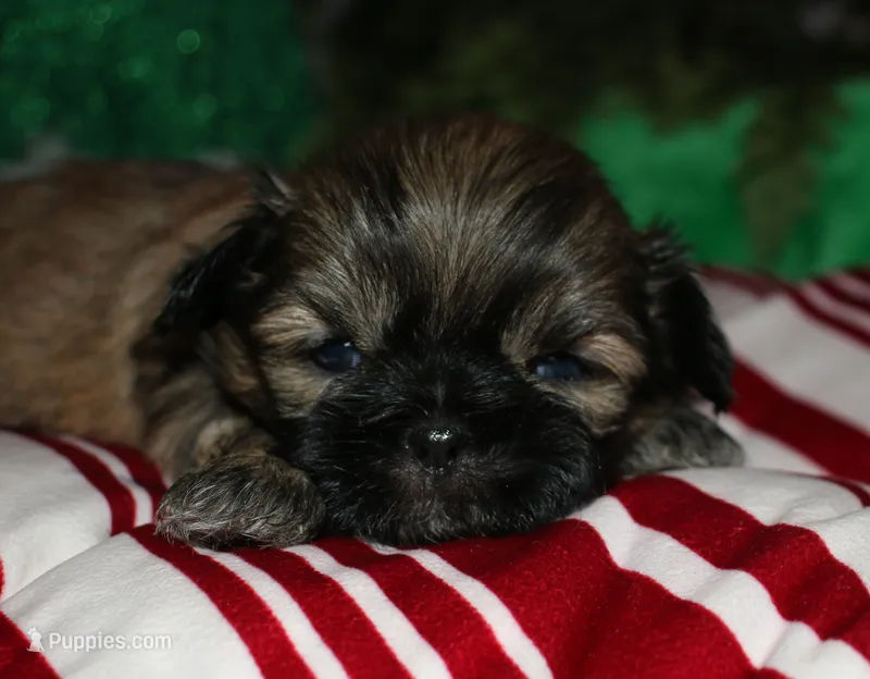 Dolly, a female Shih Tzu for sale in Billings, MO – 1 of 9