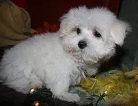Stumpy, a male Maltese for sale in Billings, MO – 9 of 10