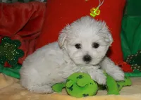 Violet, a female Maltipoo for sale in Billings, MO – Photo 4 of 10