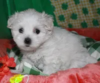 Violet, a female Maltipoo for sale in Billings, MO – Photo 10 of 10