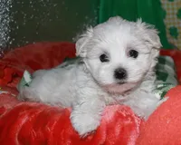 Violet, a female Maltipoo for sale in Billings, MO – Photo 8 of 10