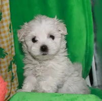 Violet, a female Maltipoo for sale in Billings, MO – Photo 5 of 10