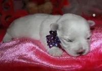 Violet, a female Maltipoo for sale in Billings, MO – Photo 6 of 8