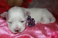 Violet, a female Maltipoo for sale in Billings, MO – Photo 8 of 8