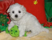 Violet, a female Maltipoo for sale in Billings, MO – Photo 6 of 10