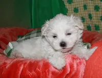 Violet, a female Maltipoo for sale in Billings, MO – Photo 9 of 10