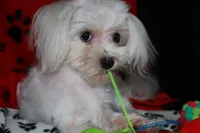 Landon, a male Maltese for sale in Billings, MO – Photo 5 of 8