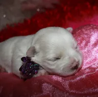 Violet, a female Maltipoo for sale in Billings, MO – Photo 5 of 8