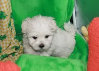 Violet, a female Maltipoo for sale in Billings, MO – Photo 2 of 10