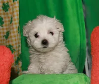 Violet, a female Maltipoo for sale in Billings, MO – Photo 3 of 10