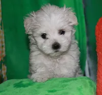 Violet, a female Maltipoo for sale in Billings, MO – Photo 7 of 10