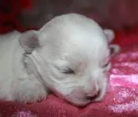 Violet, a female Maltipoo for sale in Billings, MO – Photo 2 of 8
