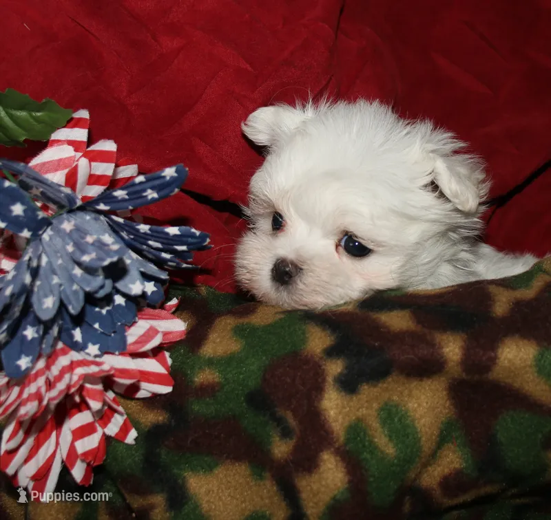 Dakota – Maltese puppy for sale in Billings, MO
