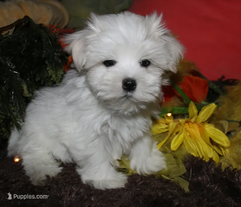 Destiney – Maltese puppy for sale in Billings, MO