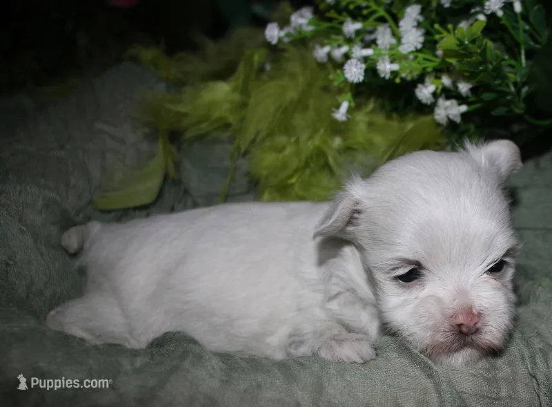 Conrad – Maltese puppy for sale in Billings, MO