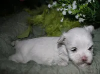 Conrad, a male Maltese for sale in Billings, MO – 1 of 7