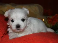 Justin, a male Maltese for sale in Billings, MO – 4 of 8