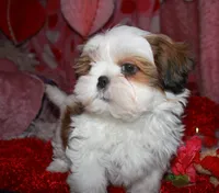Bert, a male Shih Tzu for sale in Billings, MO – Photo 4 of 7