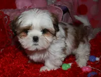 Bert, a male Shih Tzu for sale in Billings, MO – Photo 5 of 7