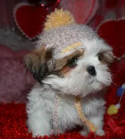 Bert, a male Shih Tzu for sale in Billings, MO – Photo 1 of 7