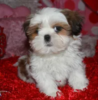 Bert, a male Shih Tzu for sale in Billings, MO – Photo 2 of 7