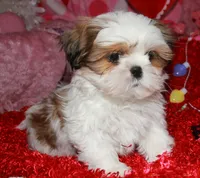 Bert, a male Shih Tzu for sale in Billings, MO – Photo 7 of 7
