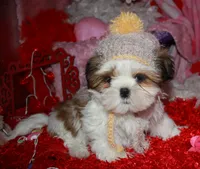 Bert, a male Shih Tzu for sale in Billings, MO – Photo 6 of 7