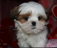 Bert, a male Shih Tzu for sale in Billings, MO – Photo 3 of 7